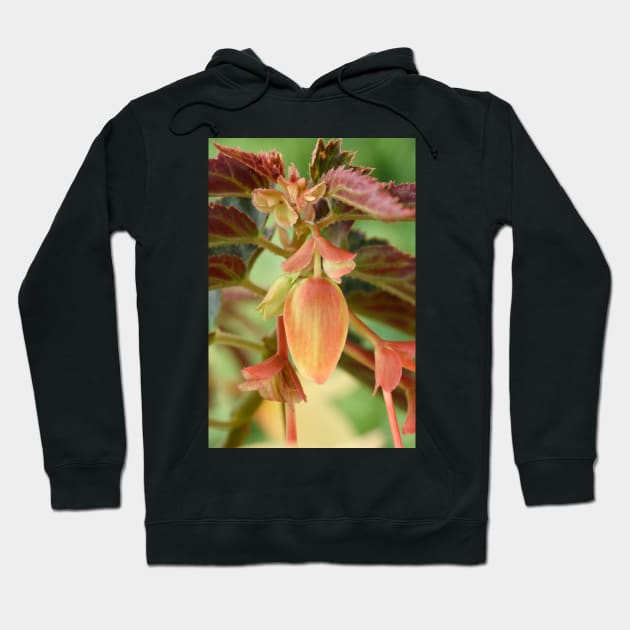 Begonia bud Hoodie by chrisburrows